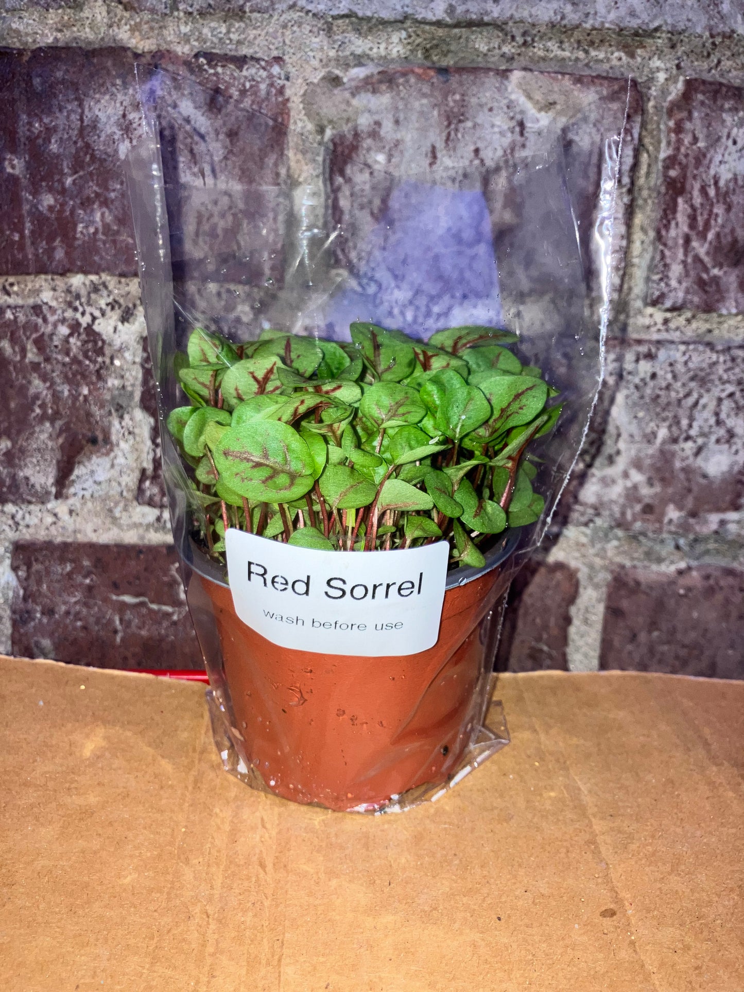 Red sorrel pot