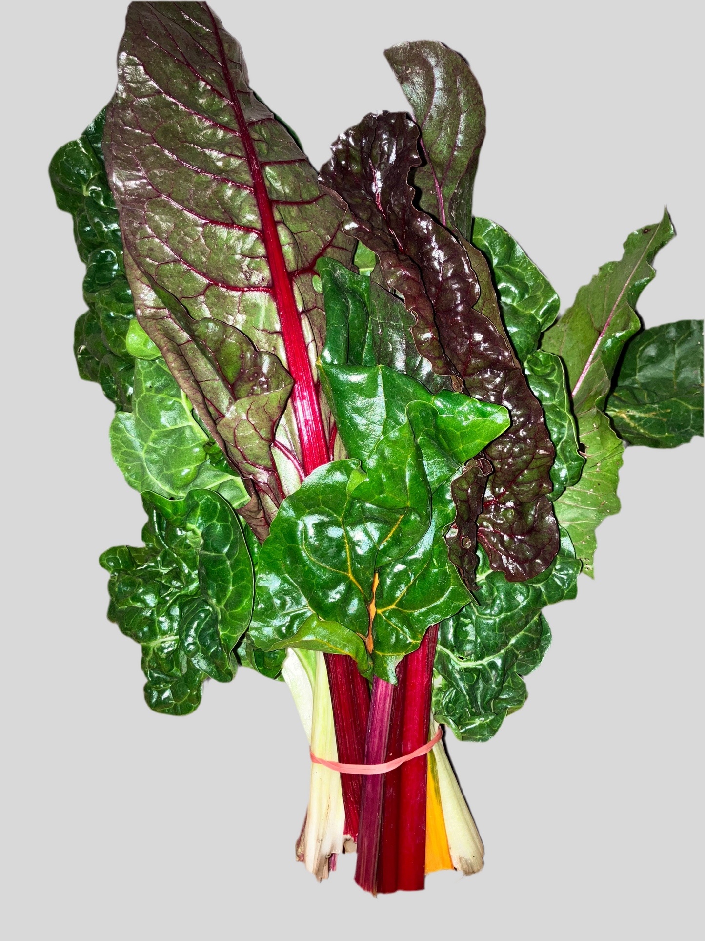 Rainbow Chard bunch
