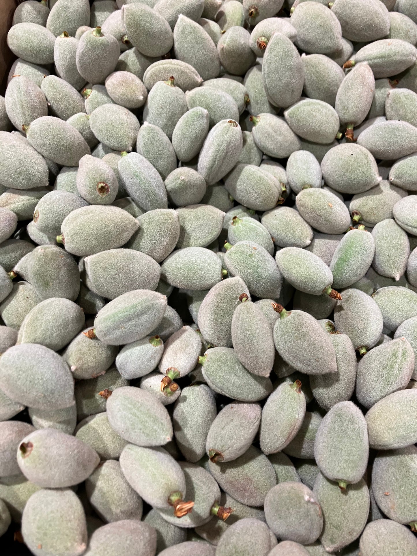 Fresh Almonds 250gm