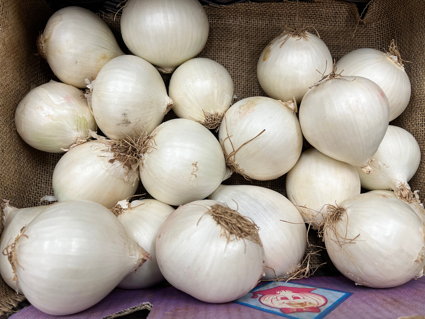 White onion approx 500g