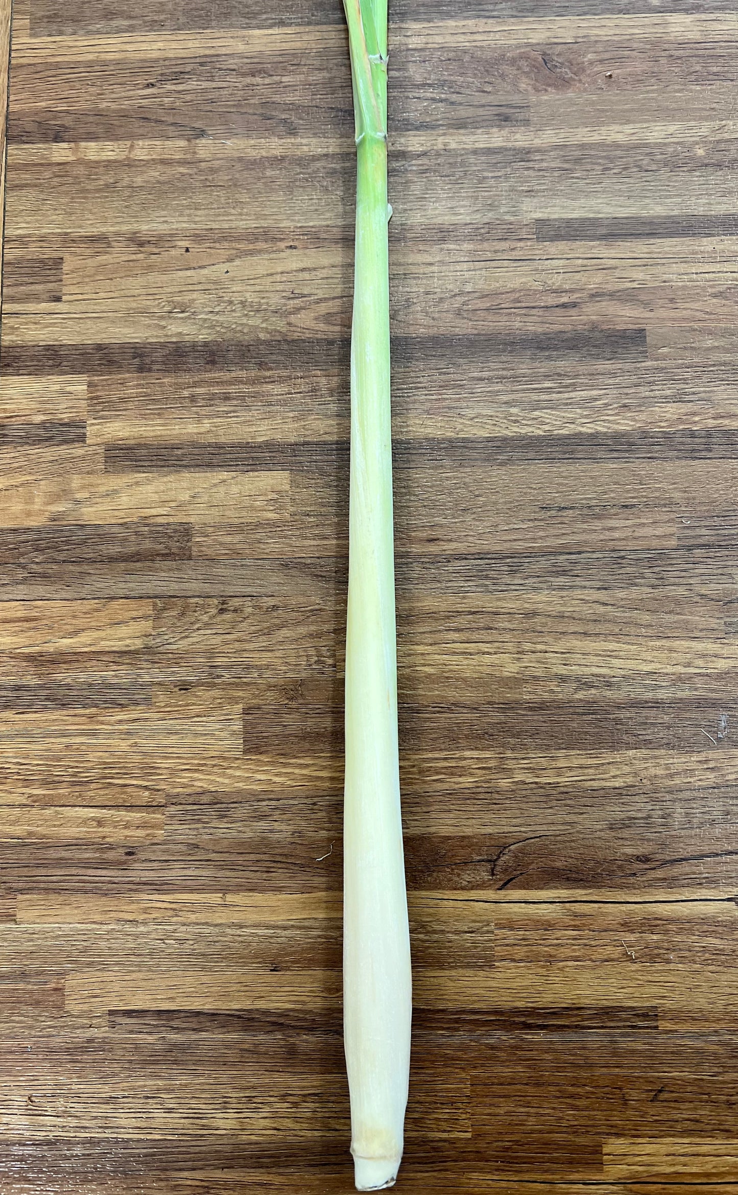 Lemon Grass