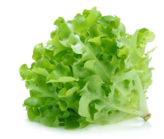 Green hydro lettuce (1ea)