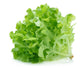 Green hydro lettuce (1ea)
