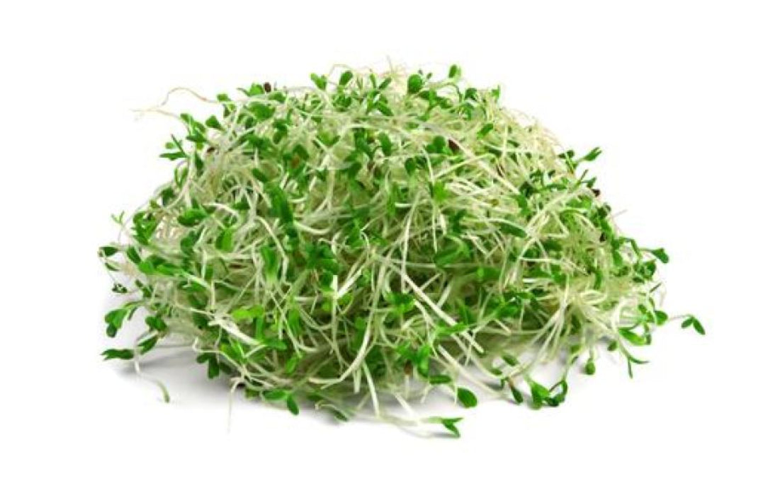 Alfalfa sprouts