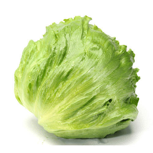 Iceberg Lettuce (each)