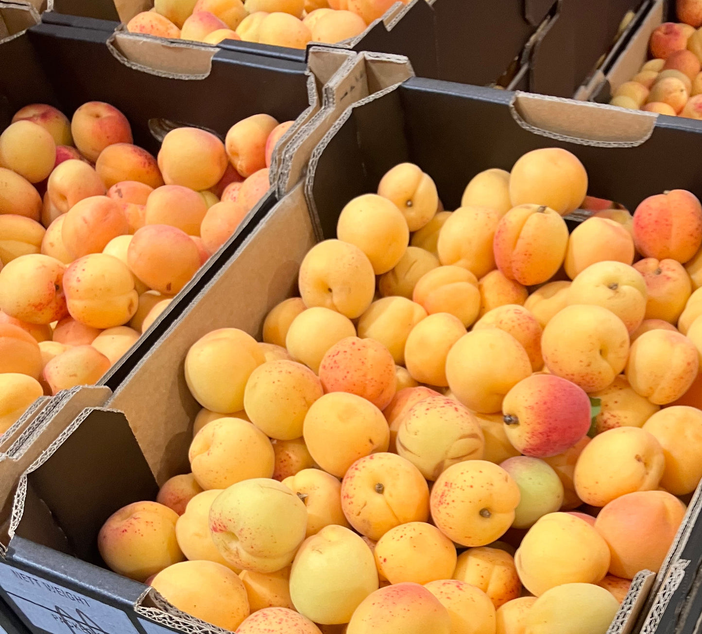 Fresh Apricots 500 grams