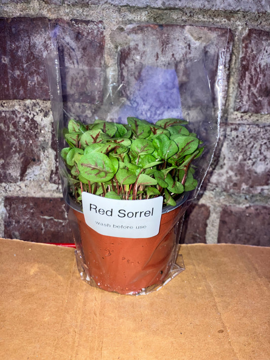 Red sorrel pot