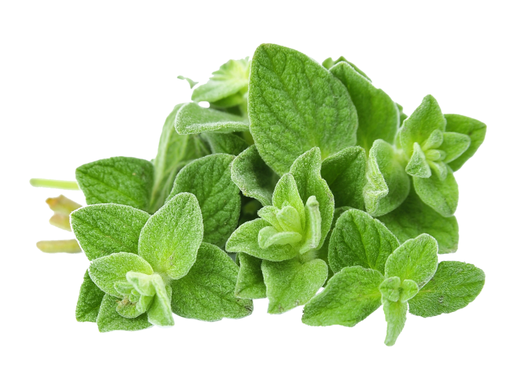 Oregano bunch