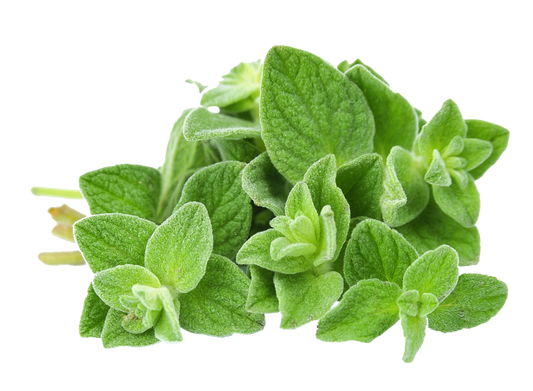 Oregano bunch