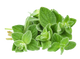 Oregano bunch