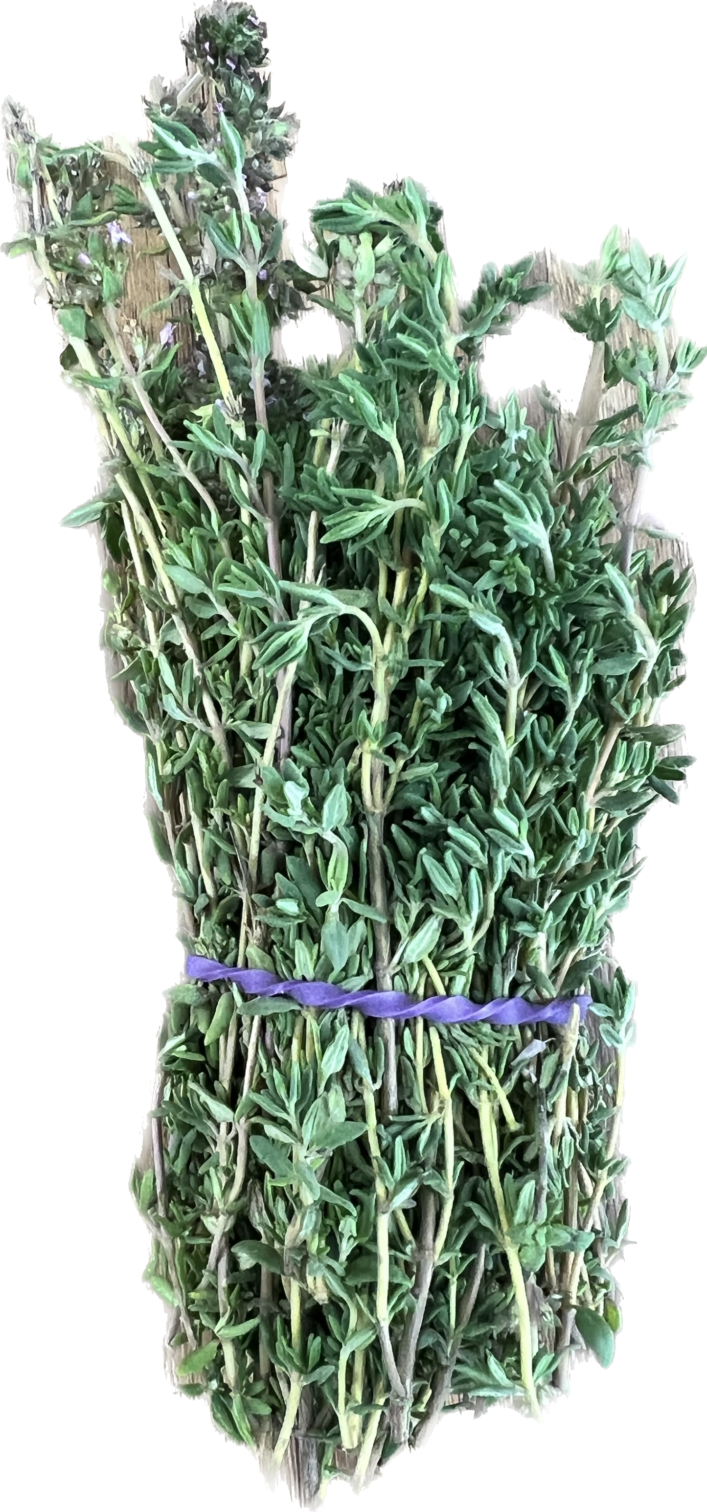 Thyme