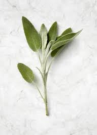 Sage