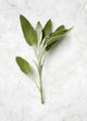 Sage