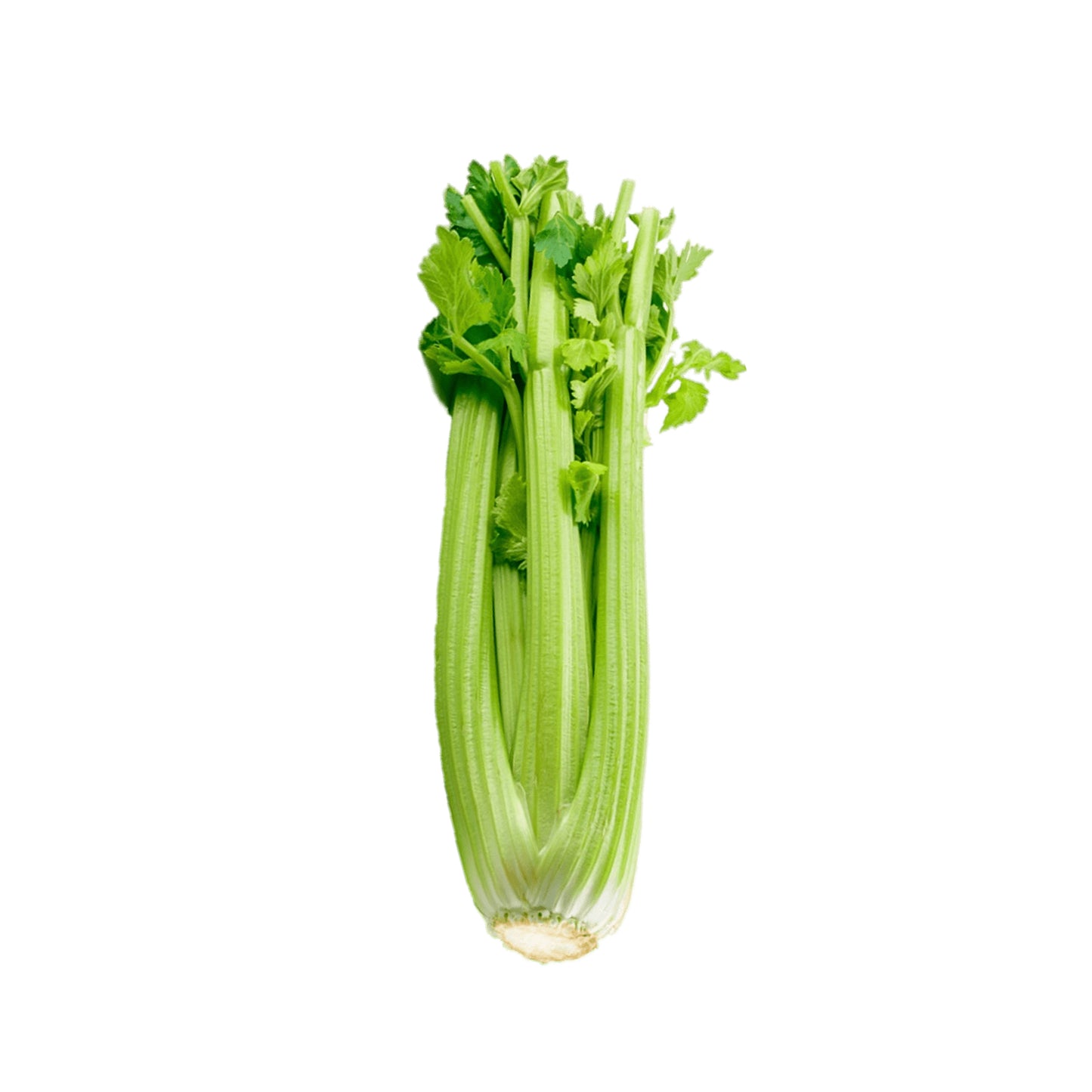 Celery(1ea)