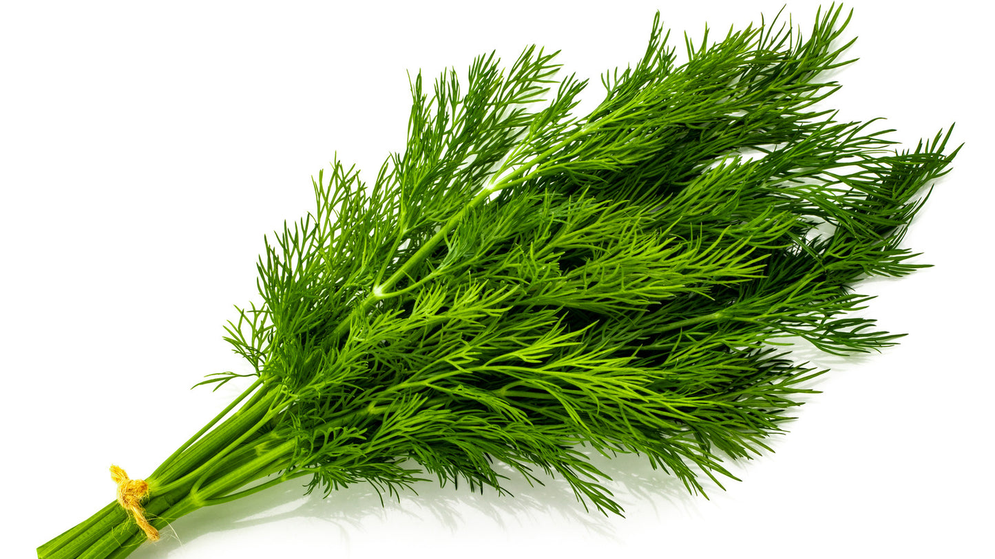 Dill- Fresh Herbs