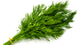 Dill- Fresh Herbs